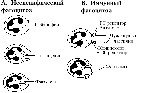 Inflamm3.gif (49234 bytes)