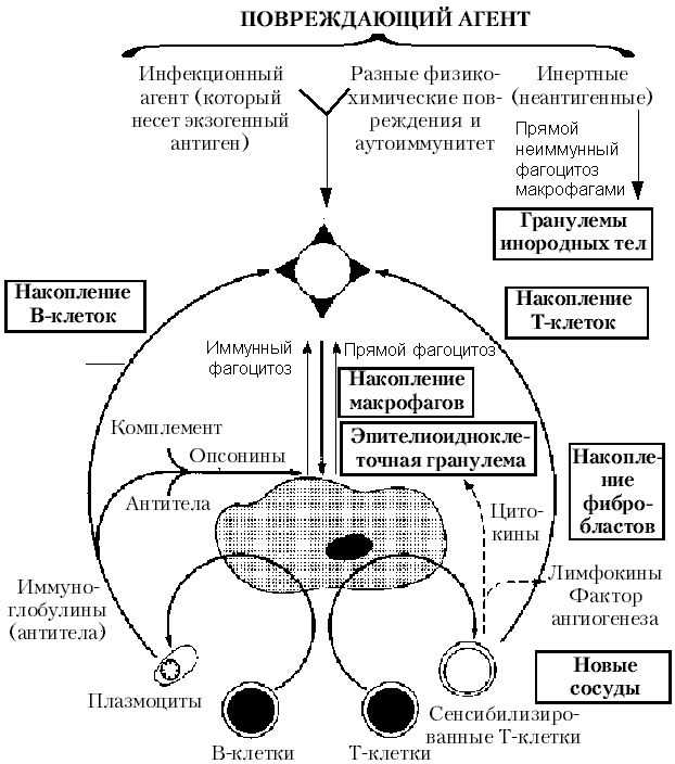 Inflamm4.gif (66194 bytes)