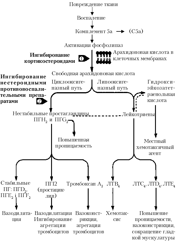 Inflamm1.gif (90656 bytes)